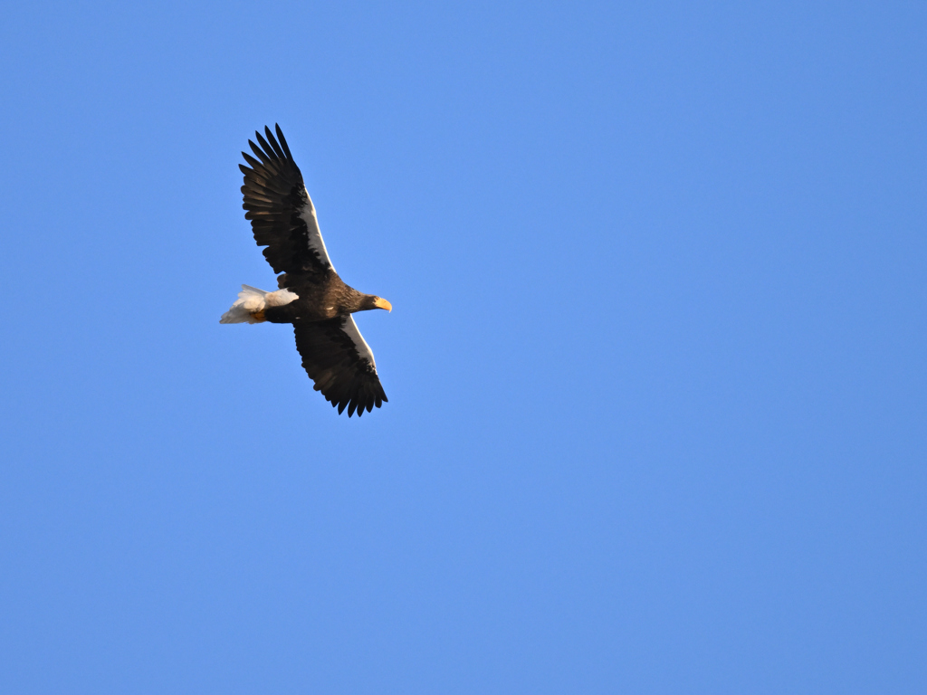 オオワシ_2022_001