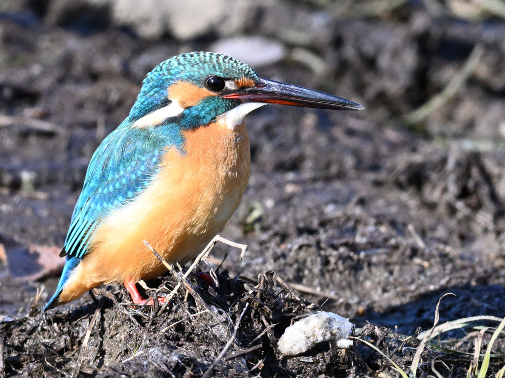 カワセミ_2022_013(ペレットとともに)