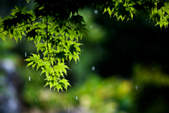 雨宿り