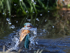 カワセミ_2022_016