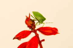 コイツはオイラのだ