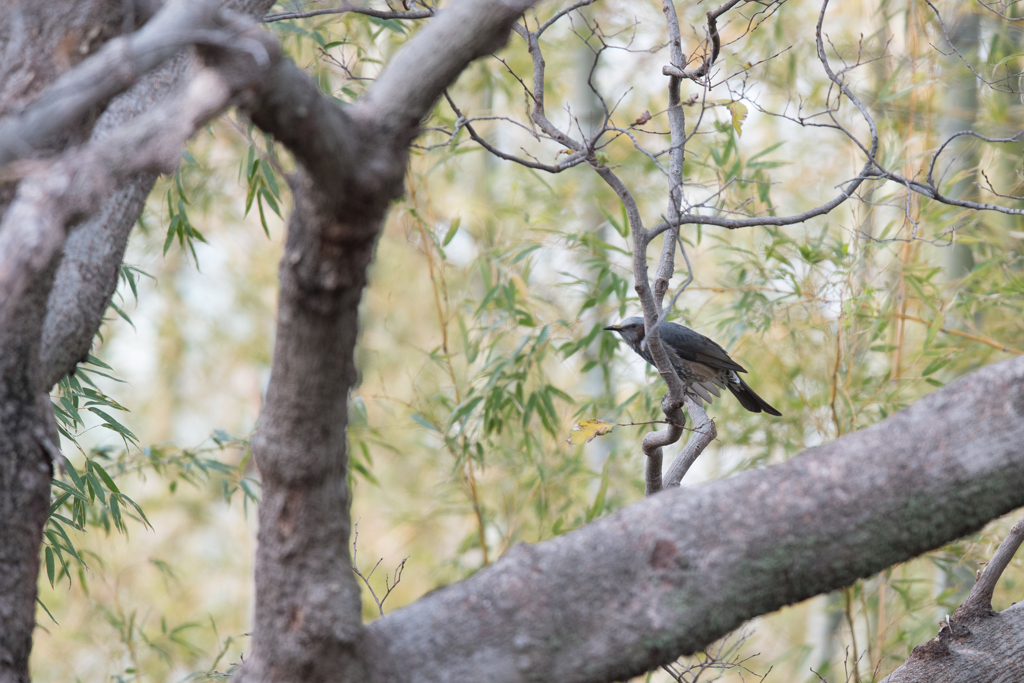 日本の鳥　ヒヨドリ