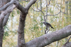 日本の鳥　ヒヨドリ