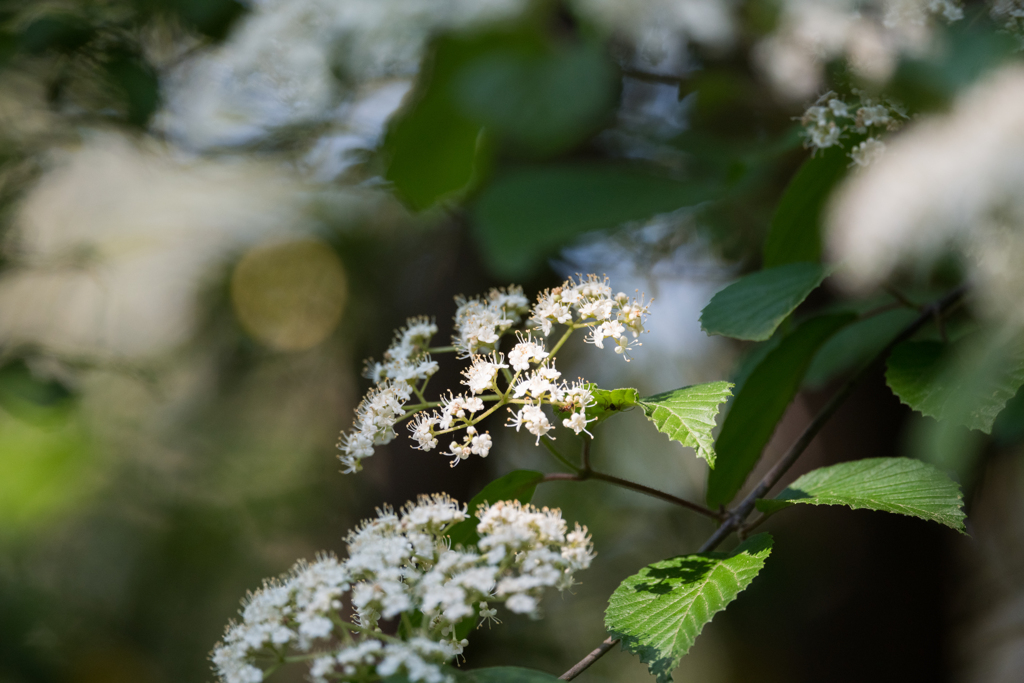 アジサイの季節