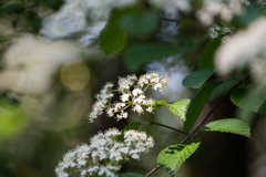 アジサイの季節