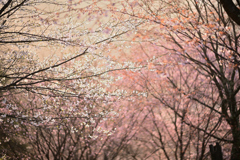 2025年の桜_248