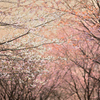 2025年の桜_248