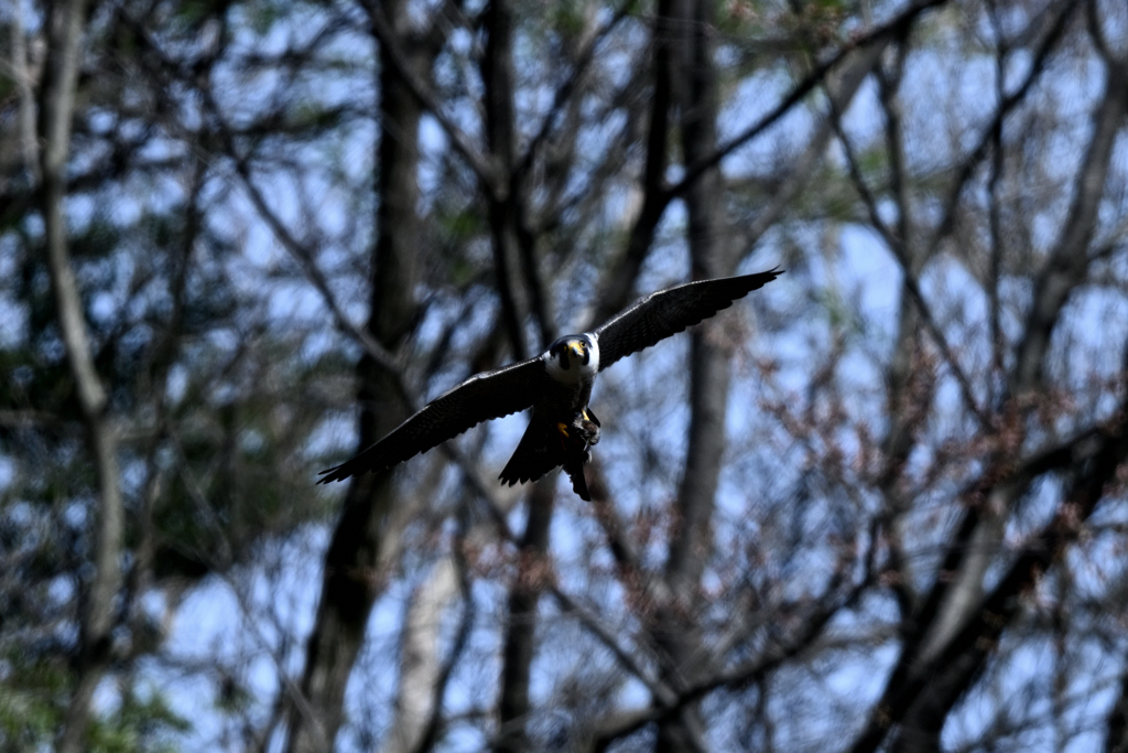 ハヤブサ02DSC_9572_85