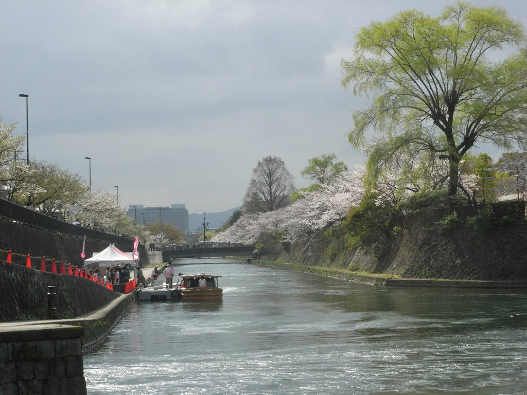 琵琶湖疎水の春