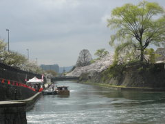 琵琶湖疎水の春