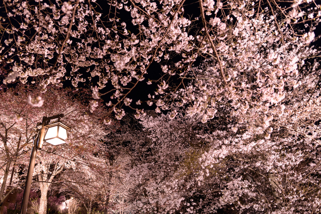 吉野山下千本 ライトアップ