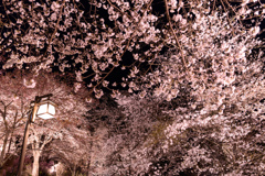 吉野山下千本 ライトアップ