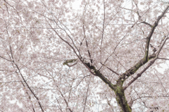 いっぱいのさくら