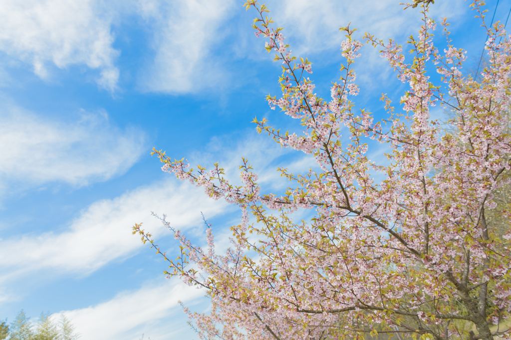 サクラと空