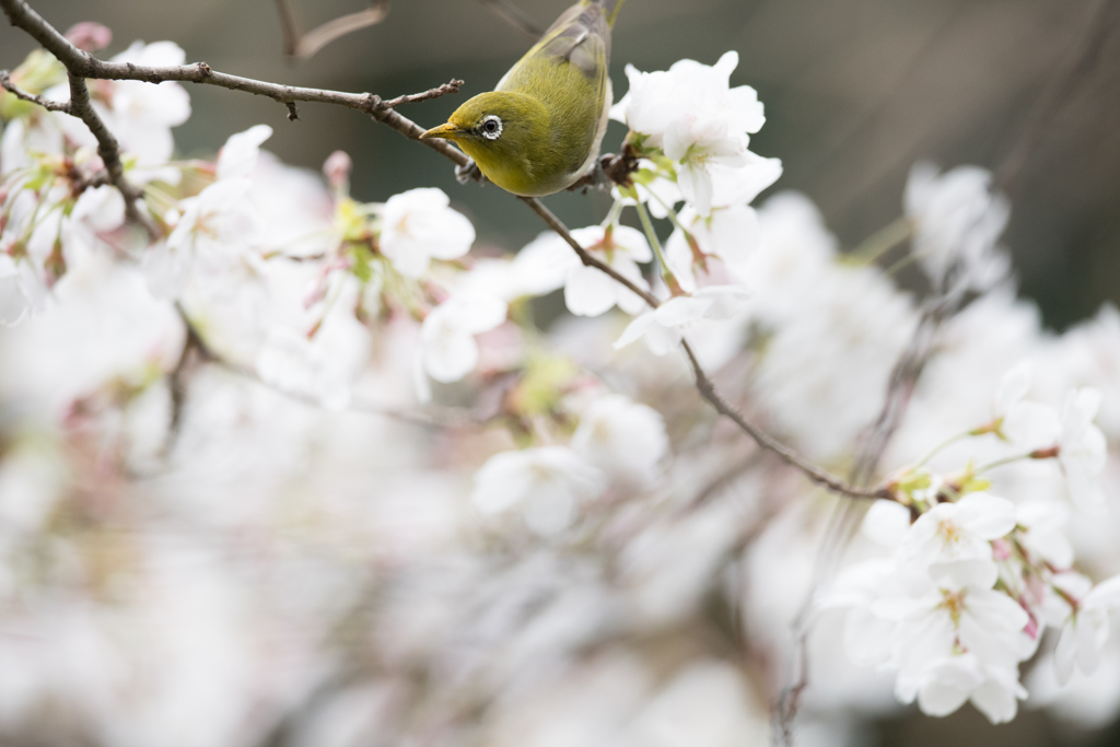 花粉まみれ　メジロ2