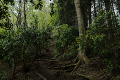 京都一周トレイル北山②