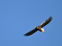 オオワシ_2022_002