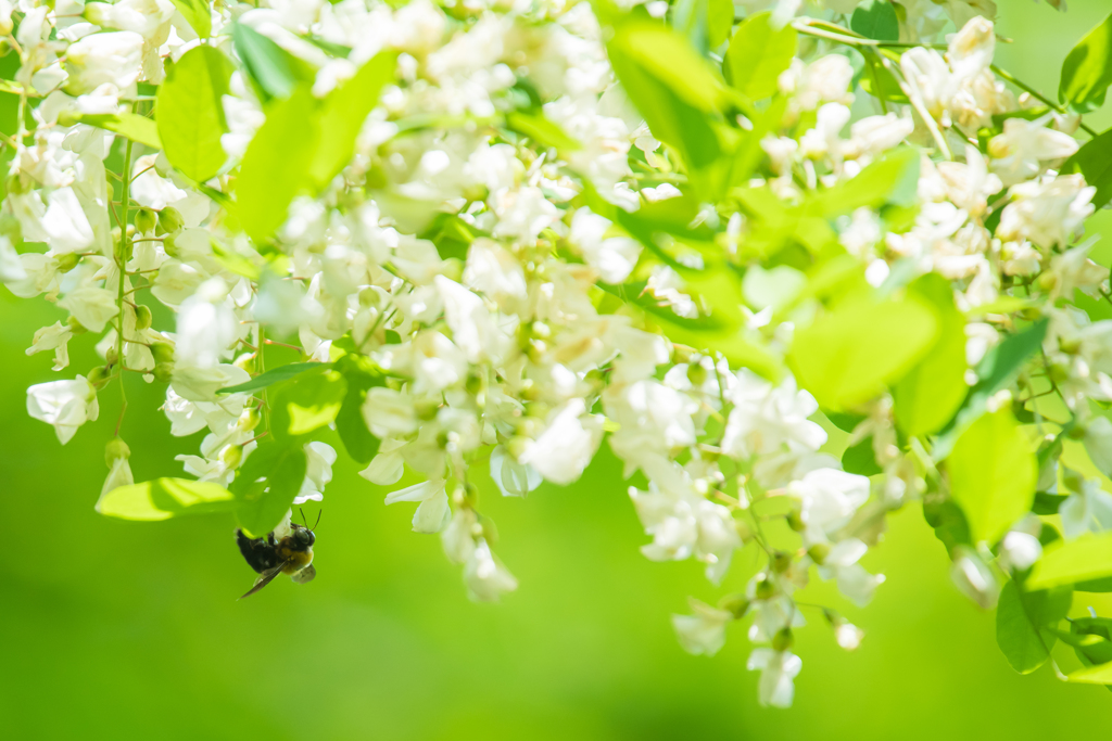 ハナとクマバチ