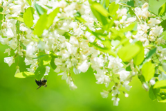 ハナとクマバチ