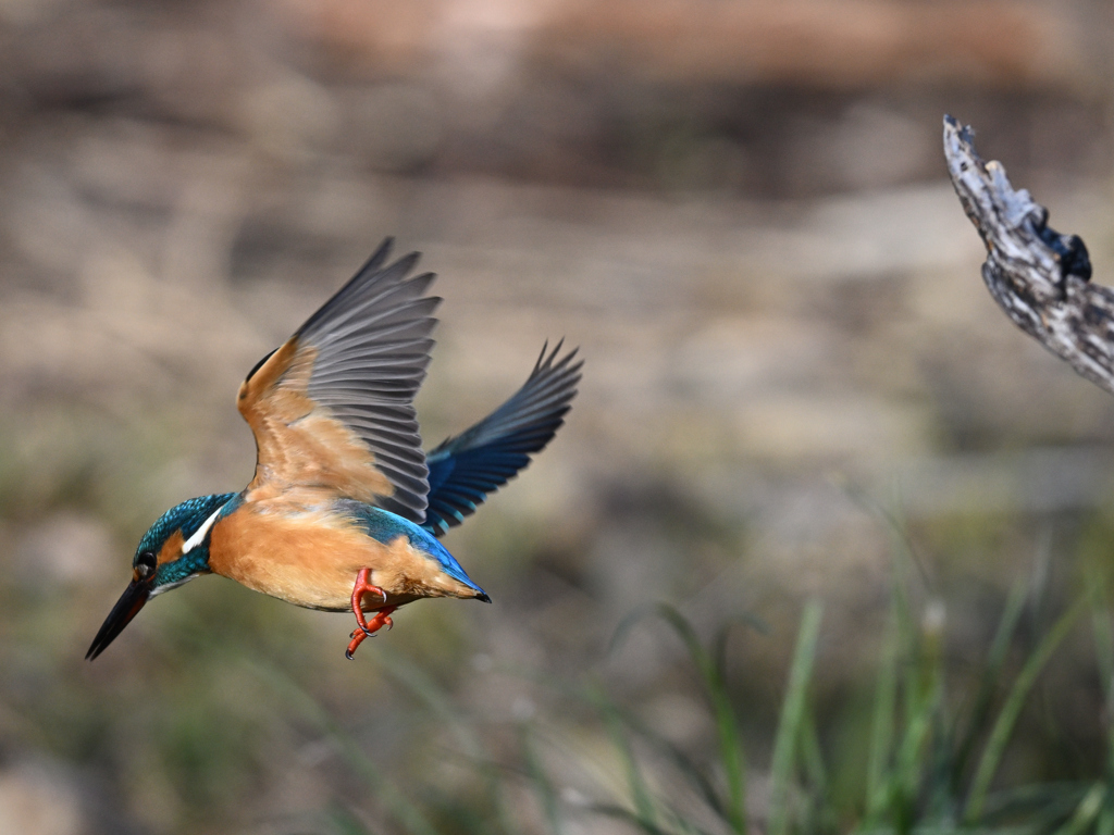 カワセミ_2022_28