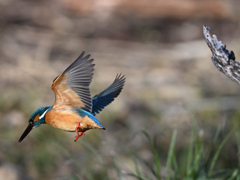 カワセミ_2022_28