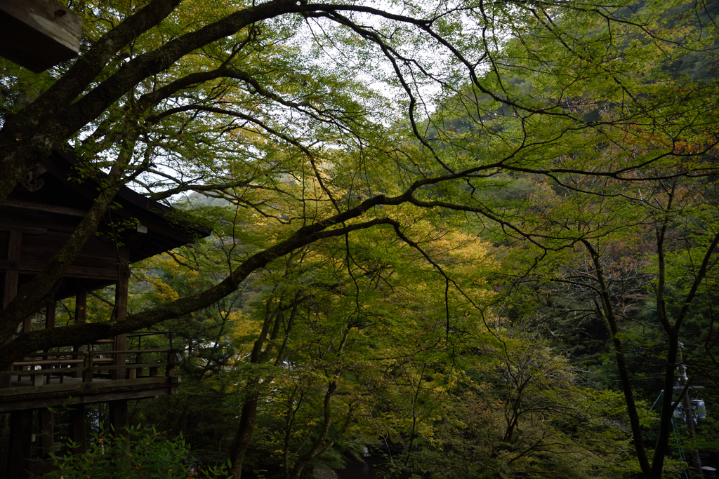 小さな秋探索２