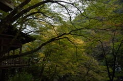 小さな秋探索２