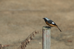 ジョウビタキ♂