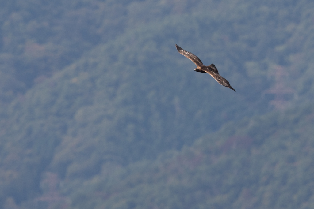 イヌワシ　2021　04