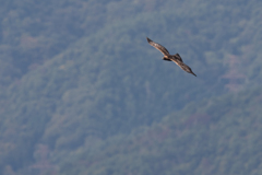 イヌワシ　2021　04