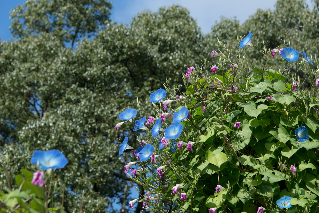 朝顔は駆逐されました