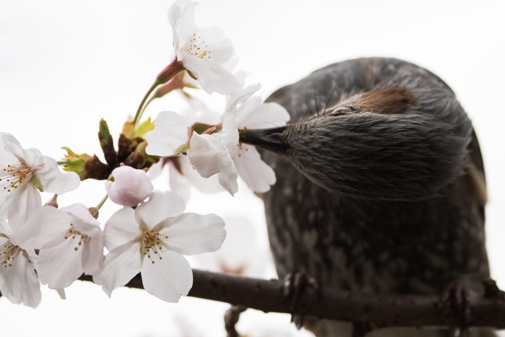 花粉まみれ　ヒヨドリ2