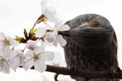 花粉まみれ　ヒヨドリ2