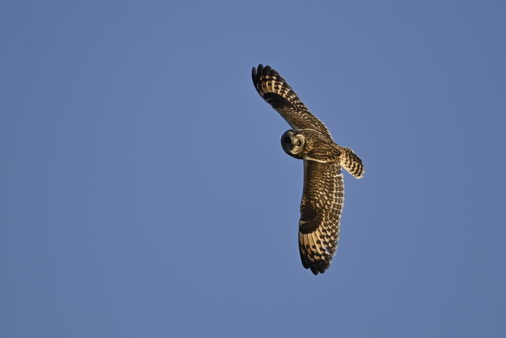 2025_コミミズク001_266