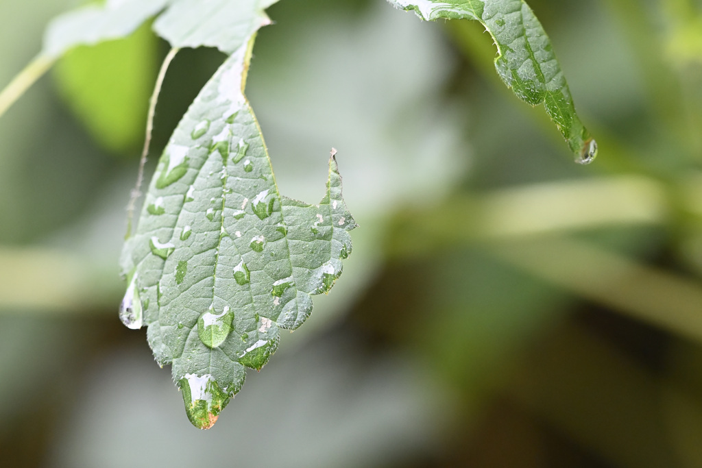 雨上がりの緑_0013