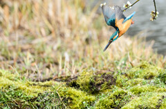 カワセミ 004　それ行け！