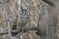 もふもふトラフズクDSC_2205_126