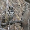 もふもふトラフズクDSC_2205_126