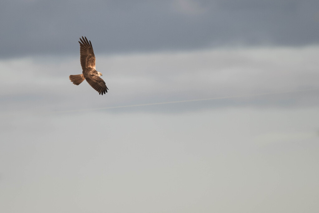 ハイイロチュウヒ？