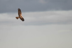 ハイイロチュウヒ？