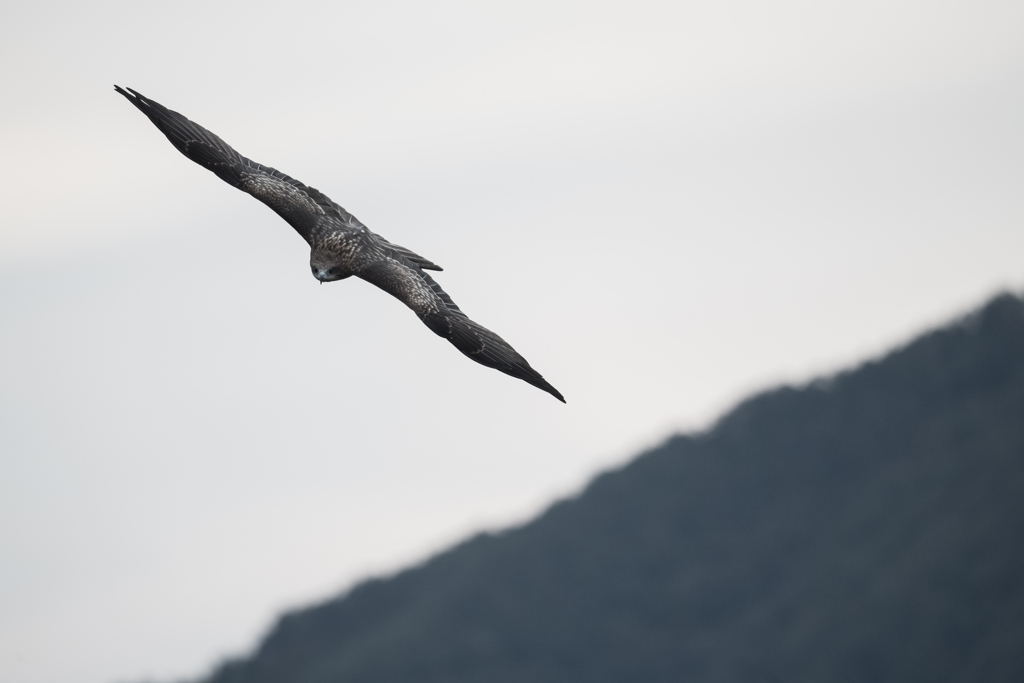 鳶　獲物探して02