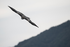 鳶　獲物探して02
