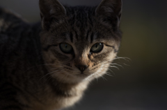 於大公園の猫④