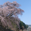 又兵衛桜　2