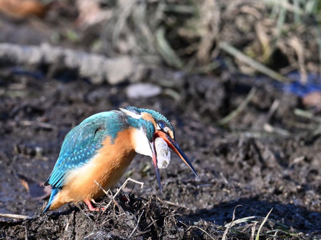 カワセミ_2022_012(副題：急いだ結果(白目))