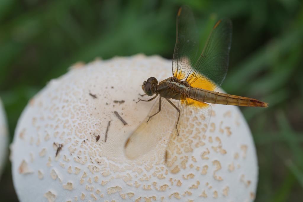 とんぼとキノコ