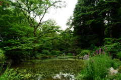 植物園の池