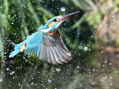 カワセミ_2022_015