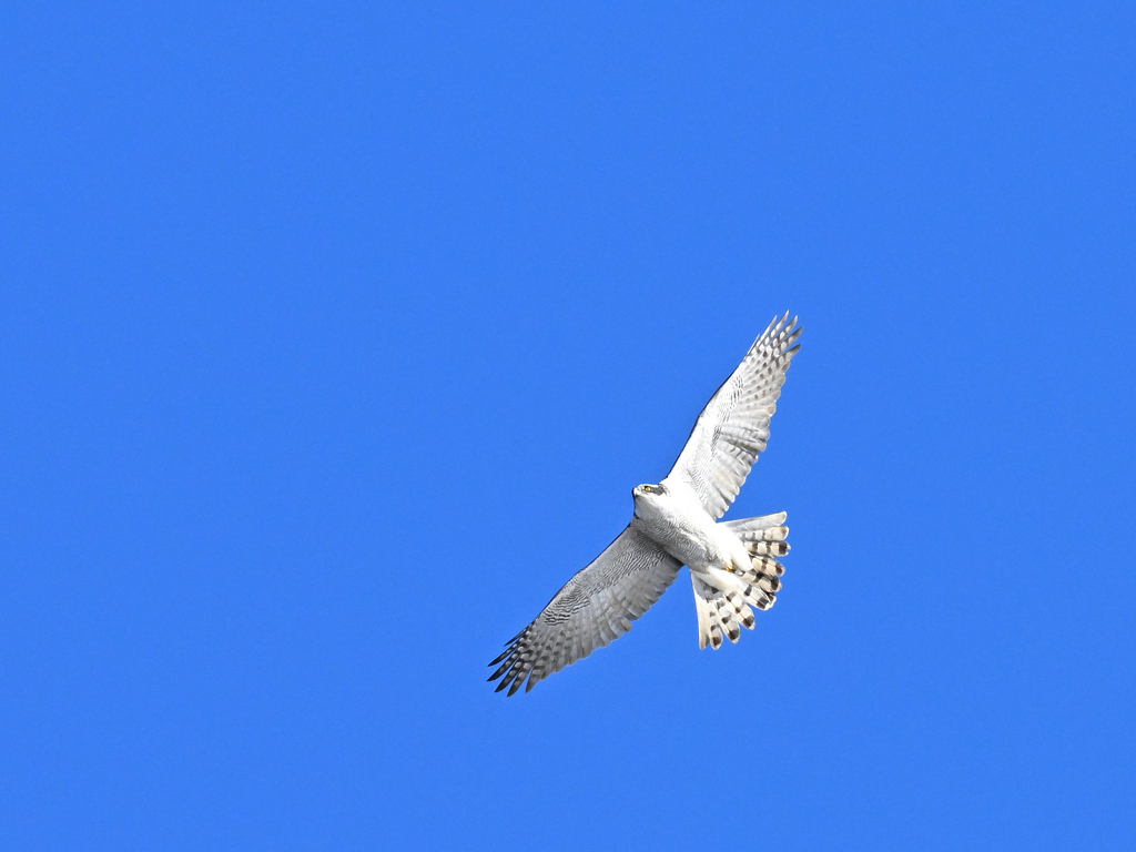 オオタカ_2022_004