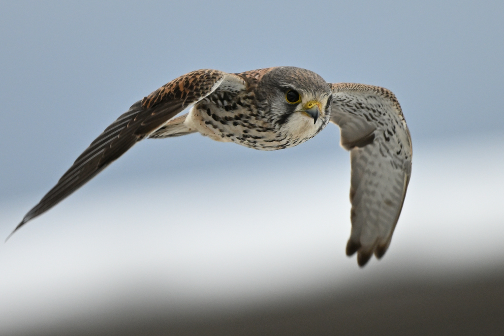 2026_チョウゲン004_282